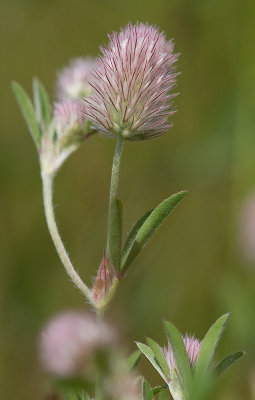 Harklöver (Trifolium arvense)