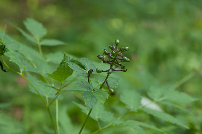 Rd trolldruva (Actaea erythrocarpa)