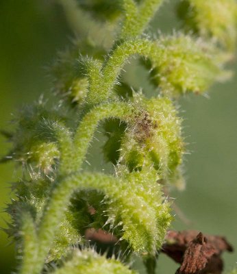 Upplndsk vallrt (Symphytum uplandicum)