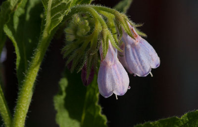 Upplndsk vallrt (Symphytum uplandicum)