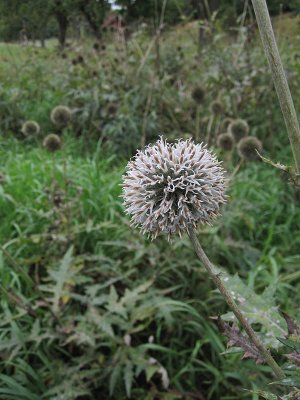 Gr bolltistel (Echinops exaltatus)