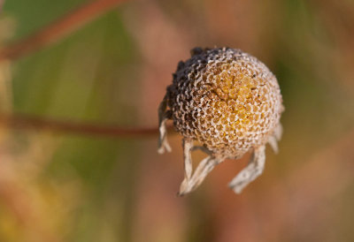 Kamomill (Matricaria chamomilla)