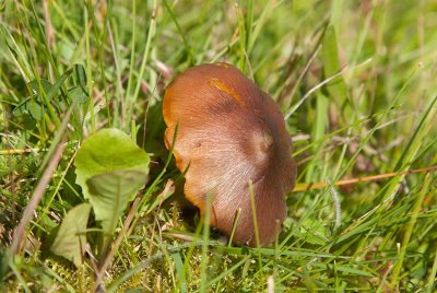 Toppvaxskivling (Hygrocybe conica)