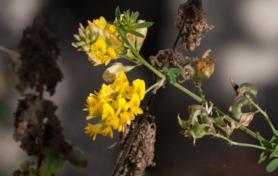 Mellanlusern (Medicago sativa ssp.  varia)