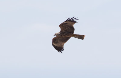 Black Kite (Milvus migrans)