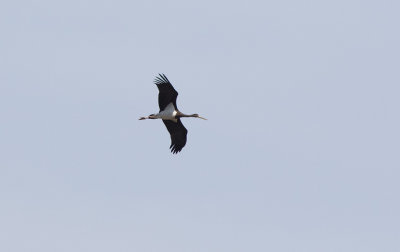  Black Stork (Ciconia nigra)