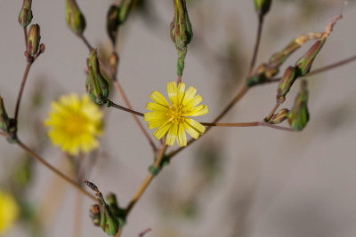 Taggsallat (Lactuca serriola)