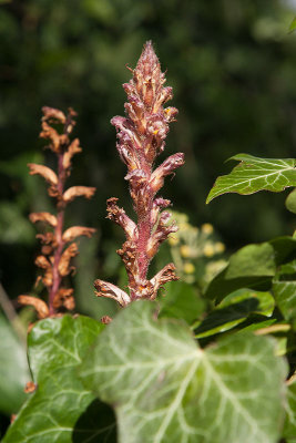 Murgrönssnyltrot (Orobanche hederae)