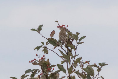 Richards Pipit (Anthus richardi)