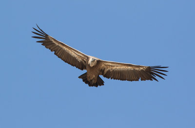 Griffon Vulture (Gyps fulvus)	