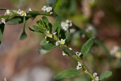 Bägartrampört (Polygonum aviculare ssp. microspermum)