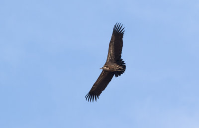 Rppell's Vulture (Gyps rueppelli)	