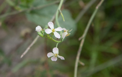 Rdisa (Raphanus sativus var. sativus)