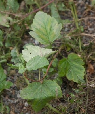 Smllspirea (Physocarpus opulifolius)