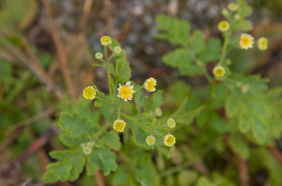 Mattram (Tanacetum parthenium)	