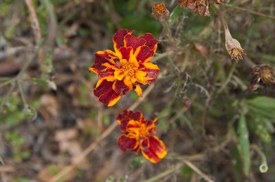 Stort sammetsblomster (Tagetes erecta)