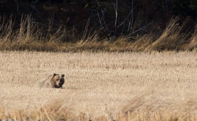 Brown Bear (Ursus arctos arctos)