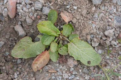 Tomtskrppa (Rumex obtusifolius))