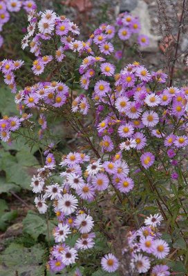 Hstaster (Symphyotrichum novi-belgii)