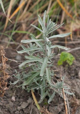 Lavendel (Lavandula angustifolia)