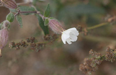 Vitblära (Silene latifolia)