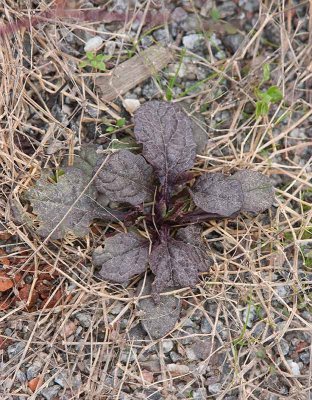 Revsuga (Ajuga reptans)