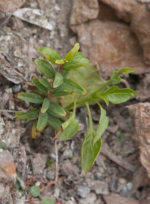Granatpple (Punica granatum)
