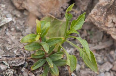 Spanskpeppar (Capsicum annuum)