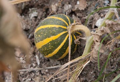 Pumpa (Cucurbita pepo)