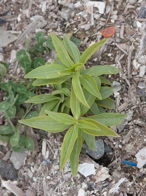 Spnejlika (Saponaria officinalis)