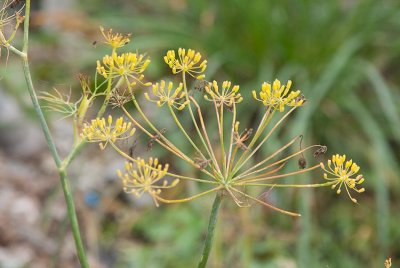 Dill (Anethum graveolens)