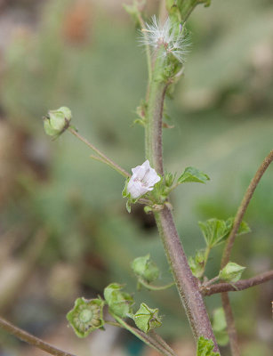 Skr kattost (Malva neglecta)