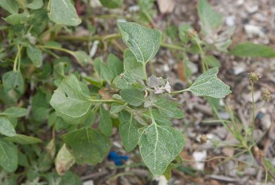 Olvonmlla (Chenopodium opulifolium)