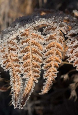 rnbrken (Pteridium aquilinum)