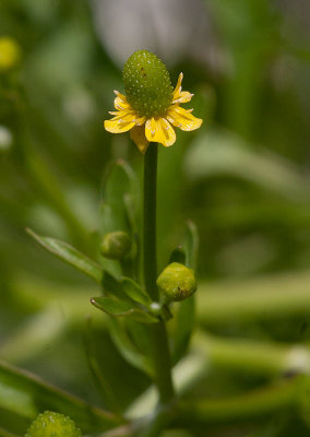 Tiggarranunkel (Ranunculus sceleratus)