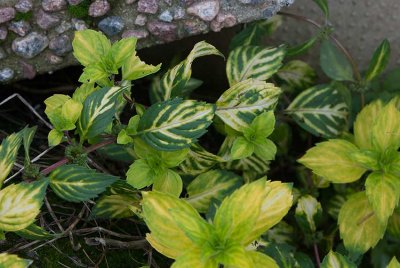 Ingefrsmynta (Mentha  gracilis Variegata)