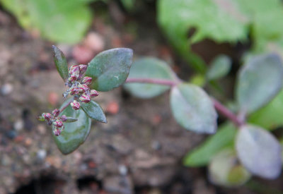 Liten krleksrt (Hylotelephium cauticola)