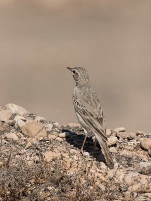 Tawny Pipit (Anthus campestris)