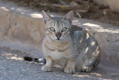 Gordon's Wildcat (Felis silvestris gordoni)