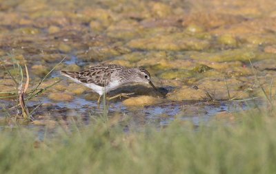 Long-toed Stint (Calidris subminuta)