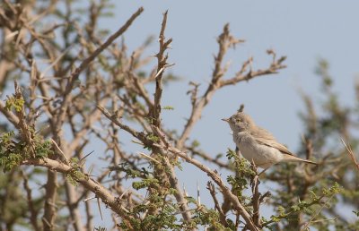 Desert Warbler (Sylvia nana)