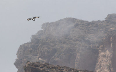 Verreaux's Eagle (Aquila verreauxii)	