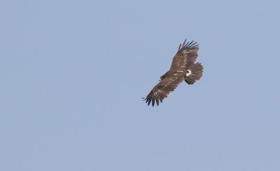 Greater Spotted Eagle (Clanga clanga)	