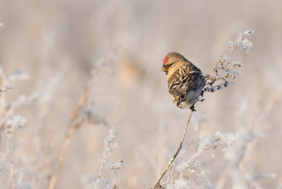 Common Redpoll (Acanthis flame)