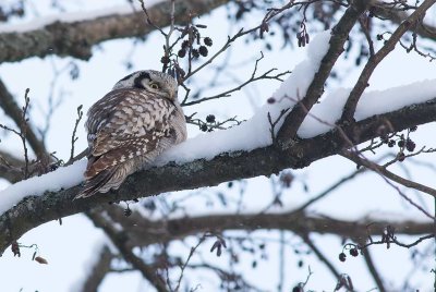 Northern Hawk Owl (Surnia uvula)