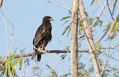 Greater Spotted Eagle (Clanga clanga)	