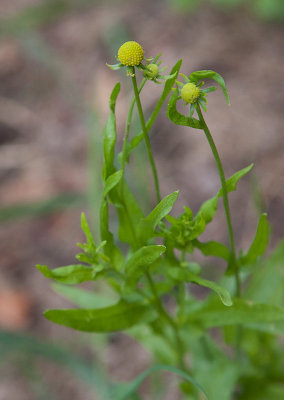 ppelsolbrud (Helenium aromaticum)