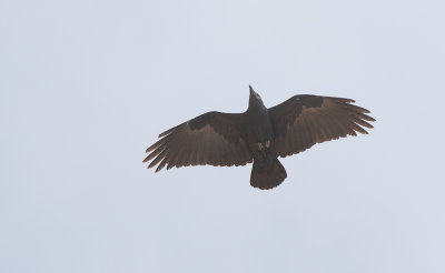 Fan-tailed Raven (Corvus rhipidurus)	