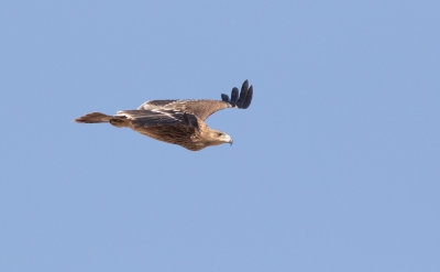  Eastern Imperial Eagle (Aquila heliaca)