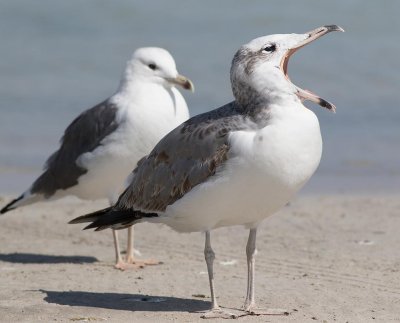 Pallas's Gull (Ichthyaetus ichthyaetus)	